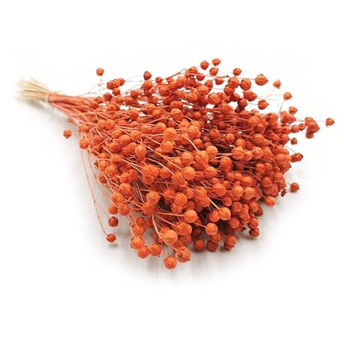 Enchanted Dekogras Getrocknetes Gras Flachs Ziergras Leinen Trockenblumen Natürlich Boho 80 Stück Orange von Enchanted