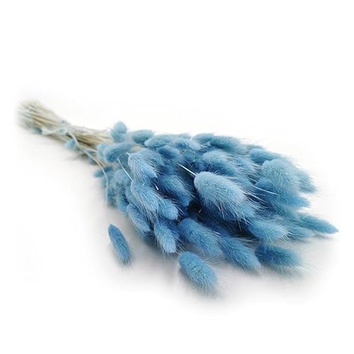 Getrocknete Hasenschwanzgras - (Lagurus) - Blau von mech-mech