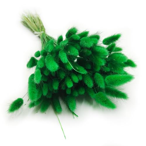 Enchanted Dekogras Getrocknetes Gras Ziergras Hasenschwänze Lagurus Ovatus Samtgras Häschen-Schwanzgras Trockenblumen Natürlich Boho 120 - 150 Stück 100 g Grün von Enchanted