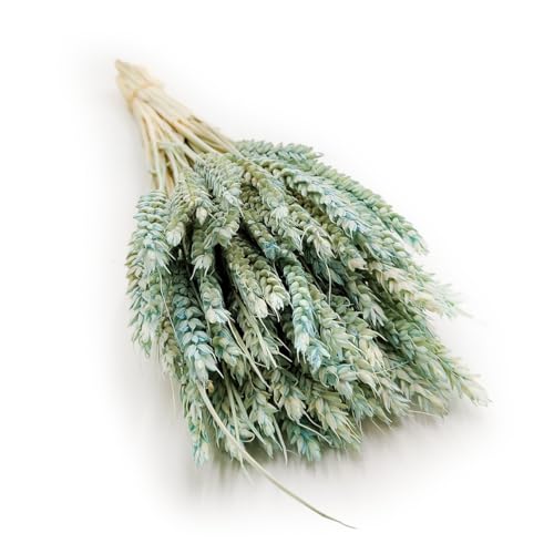 Getrockneter Weizen - Minze von mech-mech