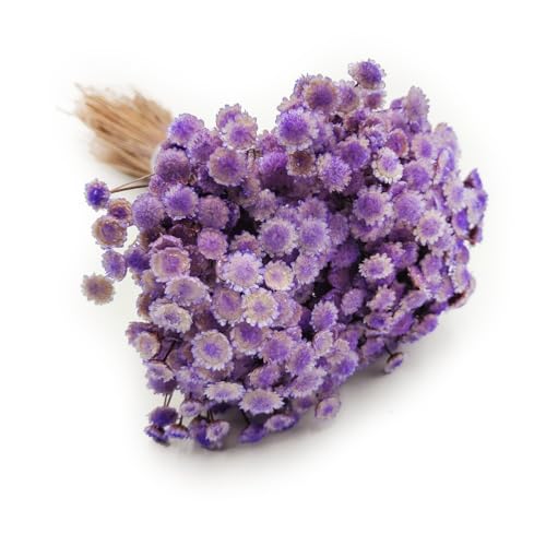 Glixia Getrocknete Big - (Comanthera) - Lavendel von mech-mech