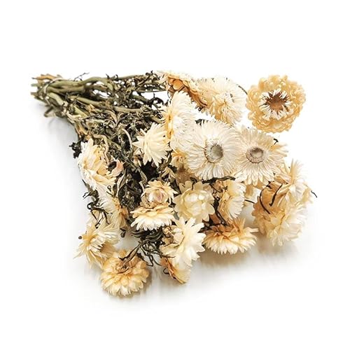 Immortelle Getrocknete - (Helichrysum Bacteatum) - Natürlich Weiß von mech-mech