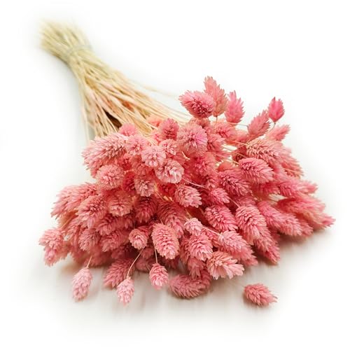 Enchanted Dekogras Getrocknetes Gras Ziergras Kanariengras Phalaris Trockenblumen Natürlich Boho Ca. 100 Stück 80 g Hellrosa von Enchanted