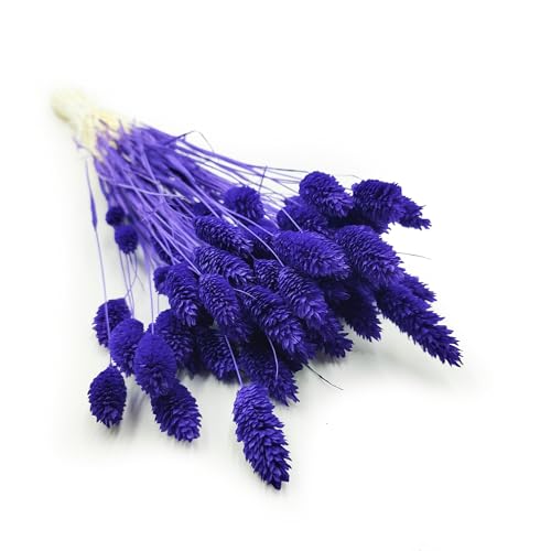 Enchanted Dekogras Getrocknetes Gras Ziergras Kanariengras Phalaris Trockenblumen Natürlich Boho Ca. 100 Stück 80 g Marineblau von Enchanted