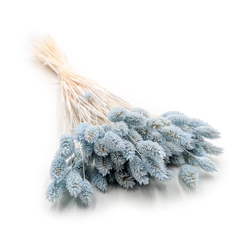 Enchanted Dekogras Getrocknetes Gras Ziergras Kanariengras Phalaris Trockenblumen Natürlich Boho Ca. 100 Stück 80 g Mintgrün von Enchanted