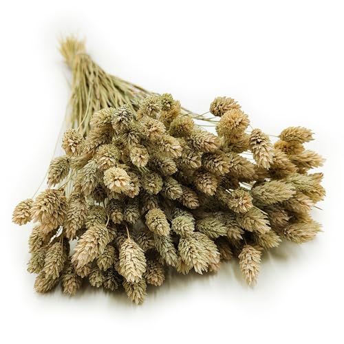 Enchanted Dekogras Getrocknetes Gras Ziergras Kanariengras Phalaris Trockenblumen Natürlich Boho Ca. 100 Stück 80 g Naturfarbe von Enchanted