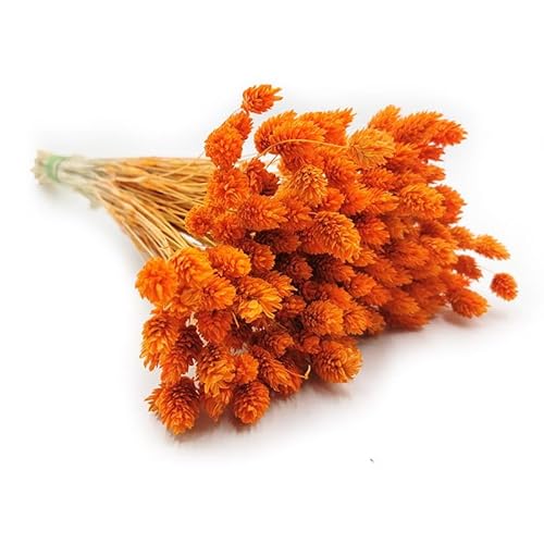 Phalaris Getrocknete - Kanariengras - Orange von mech-mech