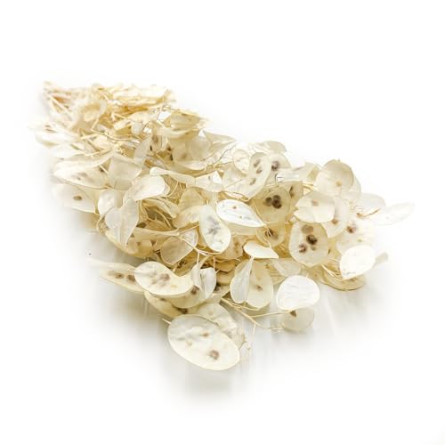 Silbertaler - (Lunaria) - Weiß von mech-mech