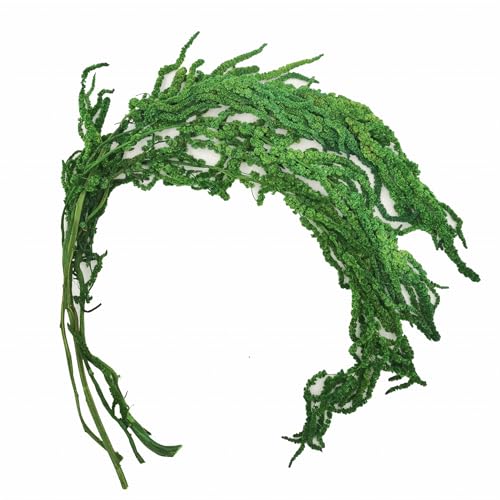 Stabilisiertes Amaranth - Amaranth - Grün von mech-mech