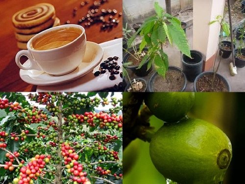 Coffea Robusta, exotische Kaffee Pflanze! Ertragsreichsten Sorten der Welt! von mediterrane Fruchtpflanzen