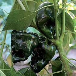 ANCHO GIGANTEA POBLANO, milde Chili, für Saucen oder zum Füllen,10 Samen, von unserer ungarischen Farm samenfest, nur organische Dünger, KEINE Pesztizide von mediterranpiac