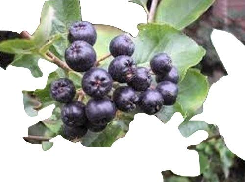 Aronia melanocarpa, schwarze Apfelbeere, Vitaminbombe, 15 frische Samen, BIO hu-öko-01 von mediterranpiac
