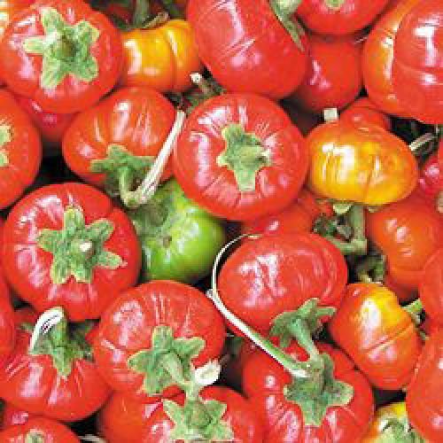 Aubergine"Goyo Kumba", schöne rote Farbe, leicht anzubauen, 10 Samen, von unserer ungarischen Farm samenfest, nur organische Dünger, KEINE Pesztizide, BIO hu-öko-01 von mediterranpiac