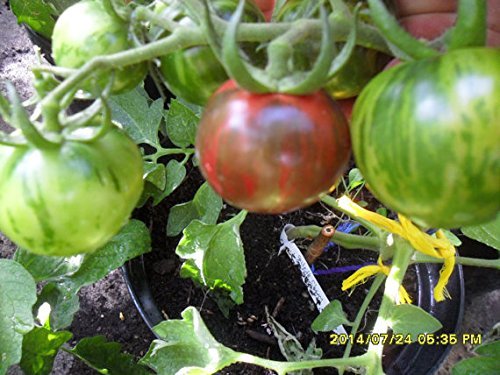 Black Zebra Tomate, aus dem Herzen von Ungarn!, von unserer ungarischen Farm samenfest, nur natürliche Dünger, KEINE Pesztizide, BIO hu-öko-01 von mediterranpiac