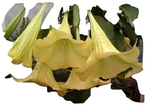 Brugmansia, Engelstrompete, Gelb. Supergrosse Blüten den ganzen Sommer über!! 5 Samen von mediterranpiac