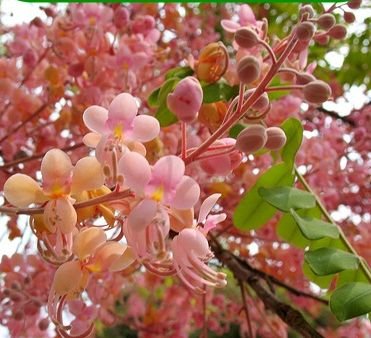 CASSIA GRANDIS, Apfelblütenkassie, Kassie, Senna grandis, exotische pink Kassie von mediterranpiac