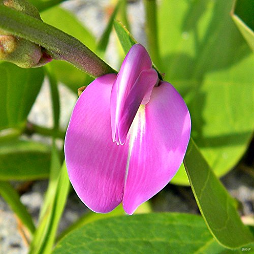 Canavalia rosea, Meeresbohne aus Australien, 5 Samen von mediterranpiac