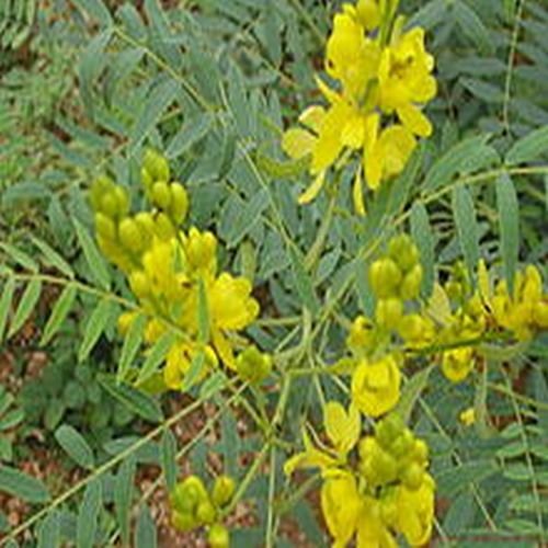 Cassia Angustifolia, Cassia für Sammler, 20 Samen von mediterranpiac