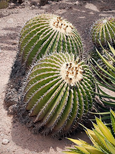 Echinocactus platyacanthus, Fasskaktus, 20 Samen von mediterranpiac