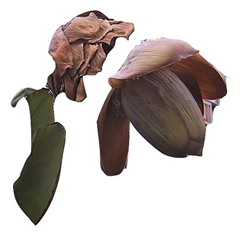 Ensete Superbum, 5 frische Samen, extrem selten zu finden, Rarität von mediterranpiac