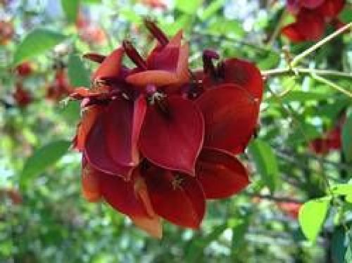 Erythrina crista-galli, Korallenbaum, rote, langanhaltende Blüte!! von mediterranpiac