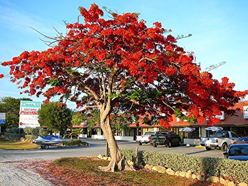 Flammenbaum, Delonix Regia, SELTENE rote PRACHTBLÜTE, exotische Pflanze, 5 Samen, SUPER !! von mediterranpiac