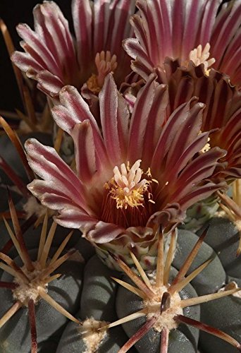 GLANDULICACTUS mathssoni, seltene wunderschöne Blühte, 10 Samen von mediterranpiac