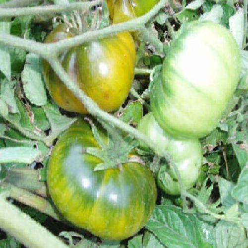 Grosse grüne Beefsteak Tomate,von unserer ungarischen Farm samenfest, nur organische Dünger, KEINE Pesztizide, BIO hu-öko-01 von mediterranpiac