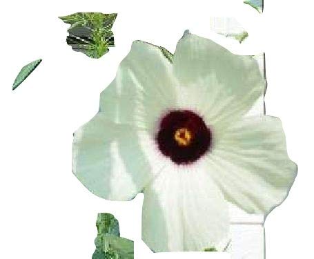Hibiskus KENAF, weisse wunderschöne Blühte, schnellwüchsig, pflegeleicht, 10 Samen, von unserer ungarischen Farm samenfest, nur natürliche Dünger, KEINE Pesztizide, BIO hu-öko-01 von mediterranpiac