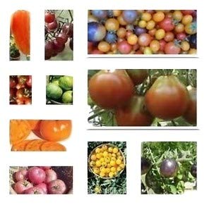 Historische Ungarische Tomatensorten 10 bestimmte Sorten 100 Samen,von unserer ungarischen Farm samenfest, nur organische Dünger, KEINE Pesztizide, BIO hu-öko-01 von mediterranpiac