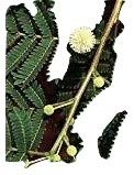 Leucaena leucocephala, Weisskopf-Mimose, 25 frische Samen von mediterranpiac