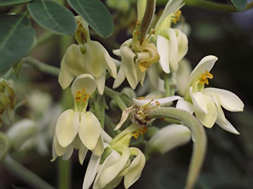 Moringa Oleifera, Meerrettichbaum, Trommelstockbaum von mediterranpiac