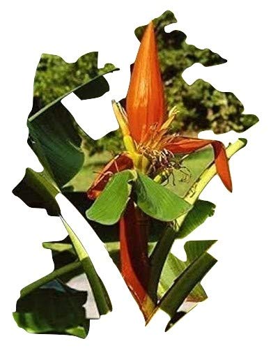 Musa aurantiaca, Assam-Zwerg-Banane, 5 Samen von mediterranpiac