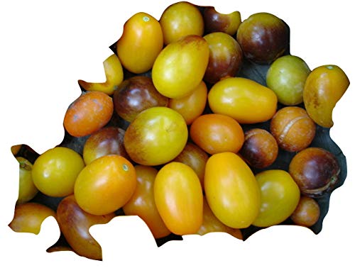 NEUHEIT 2015/16 INDIGO KUMQUAT: Mischung a. Cherry u. Indigo Rose, 20 Samen, von unserer ungarischen Farm samenfest, nur organische Dünger, KEINE Pesztizide, BIO hu-öko-01 von mediterranpiac