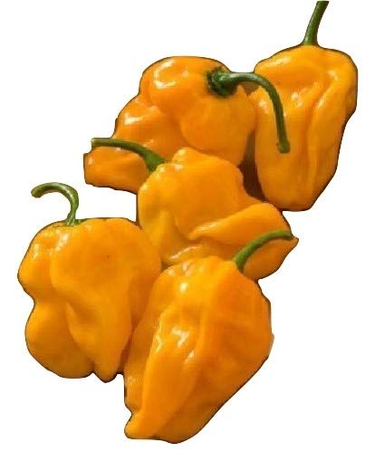 NUMEX SUAVE Orange, fast keine Schaerfe, interessante Form,10 Samen, von unserer ungarischen Farm samenfest, nur natürliche Dünger, KEINE Pesztizide, BIO hu-öko-01 von mediterranpiac