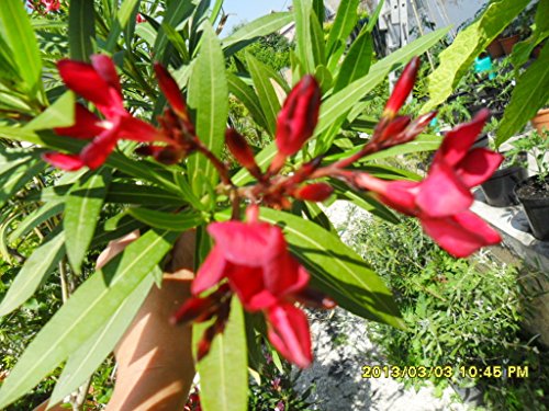 Nerium Oleander, 2x unbewurzelte Stecklinge, kräftige dunkelrote Farbe, BIO hu-öko-01 von mediterranpiac