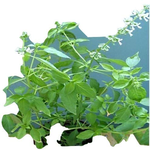 Ocimum africanum, Bergbasilikum aus Afrika, 50 Samen, von unserer ungarischen Farm samenfest, nur natürliche Dünger, KEINE Pesztizide von mediterranpiac