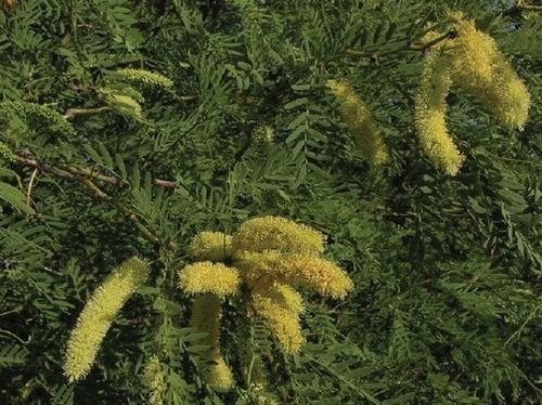 Prosopis cineraria, trockenresistenter Baum, 10 Samen von mediterranpiac