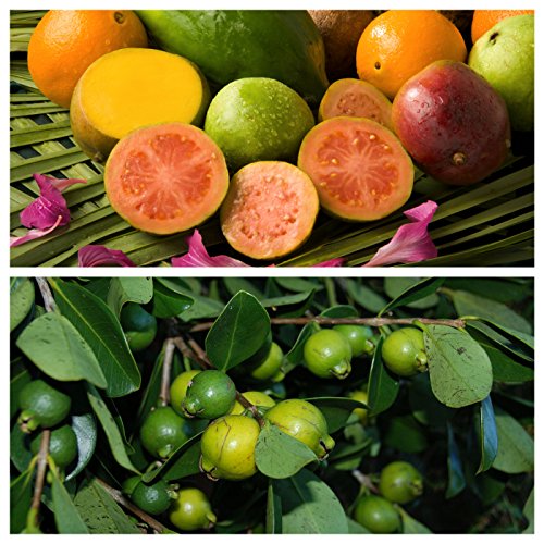 Psidium Guave, Echte Guave 30 frische Samen, BIO hu-öko-01 von mediterranpiac