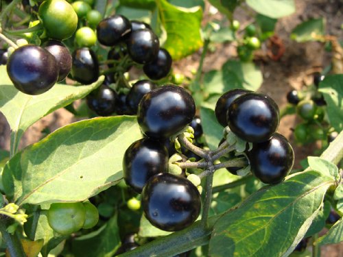 Solanum burbankii, Wunderbeere, süsse Beere, 10 Samen, von unserer ungarischen Farm samenfest, nur organische Dünger, KEINE Pesztizide, BIO hu-öko-01 von mediterranpiac