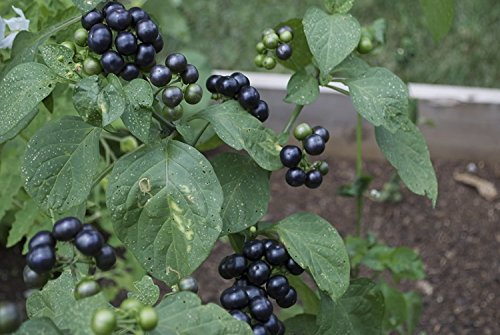 Solanum melanocerasum, Garden Huckleberry, 20 Samen, von unserer ungarischen Farm samenfest, nur organische Dünger, KEINE Pesztizide, BIO hu-öko-01 von mediterranpiac