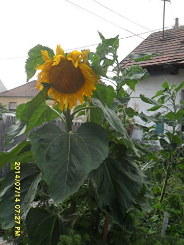 Ungarische Riesensonnenblume, kurze Wachstumszeit, grosse Köpfe gelbe Farbe,von unserer ungarischen Farm samenfest, nur organische Dünger, KEINE Pesztizide von mediterranpiac