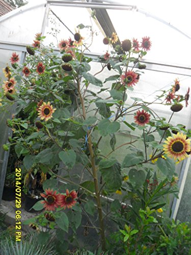 Ungarische Riesensonnenblume, kurze Wachstumszeit,viele Köpfe, rote Farbe, von unserer ungarischen Farm samenfest, nur organische Dünger, KEINE Pesztizide, BIO hu-öko-01 von mediterranpiac