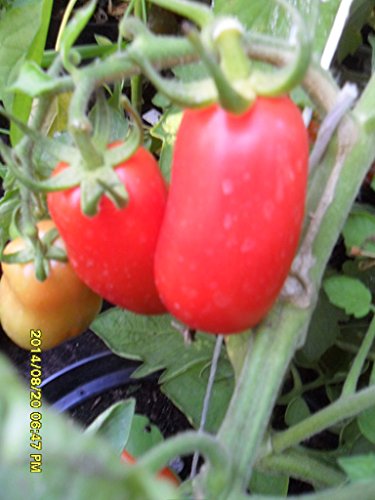 Ungarische SAN MARZANO NANO Tomate, Samen, Pasta Tomate, für Saucen und Salat, von unserer ungarischen Farm samenfest, nur organische Dünger, KEINE Pesztizide, BIO hu-öko-01 von mediterranpiac