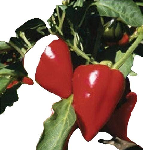 Ungarische Samen Paprika"Apple", Mild und süss-fruchtiger Geschmack,20 Samen, von unserer ungarischen Farm samenfest, nur organische Dünger, KEINE Pesztizide, BIO hu-öko-01 von mediterranpiac