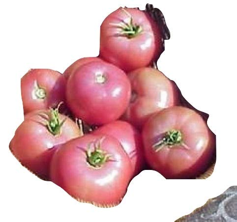 Ungarische Samen Tomate"Alte Russische" sehr selten,von unserer ungarischen Farm samenfest, nur organische Dünger, KEINE Pesztizide, BIO hu-öko-01 von mediterranpiac