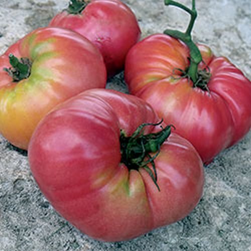 Ungarische Samen Tomate"Beafsteak XXL" extra gross und knackig, von unserer ungarischen Farm samenfest, nur organische Dünger, KEINE Pesztizide, BIO hu-öko-01 von mediterranpiac