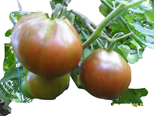 Ungarische Samen Tomate"Black from Tula"alte russische Sorte,von unserer ungarischen Farm samenfest, nur organische Dünger, KEINE Pesztizide, BIO hu-öko-01 von mediterranpiac