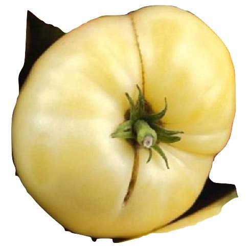 Ungarische-Samen-Tomate-Grosse-Weisse-fruchtiges-Aroma,von unserer ungarischen Farm samenfest, nur organische Dünger, KEINE Pesztizide, BIO hu-öko-01 von mediterranpiac