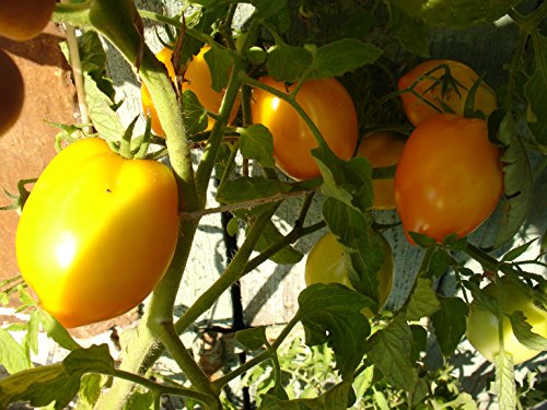 Ungarische Samen Tomate"Grosse Zitrone", on unserer ungarischen Farm samenfest, nur organische Dünger, KEINE Pesztizide, BIO hu-öko-01 von mediterranpiac